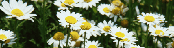 フリースクール 八千代市 教育支援センター フレンド八千代