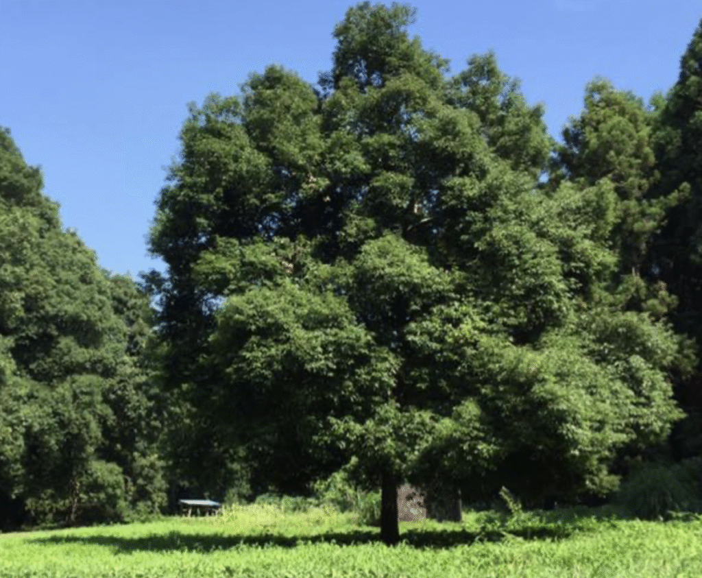 フリースクール 牛久市 フリースクールかしの木