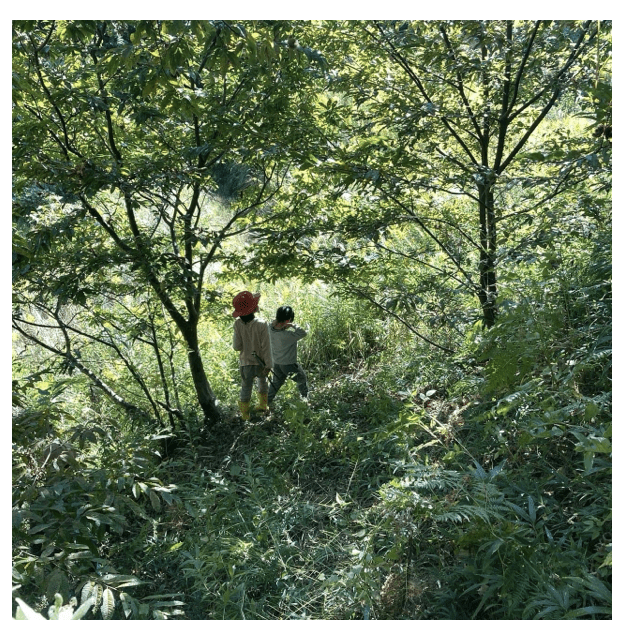 フリースクール　神戸市　森の学校つくも